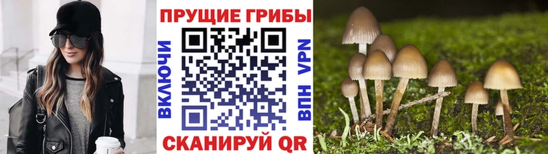 дарнет шоп  Сальск  Псилоцибиновые грибы Psilocybe 
