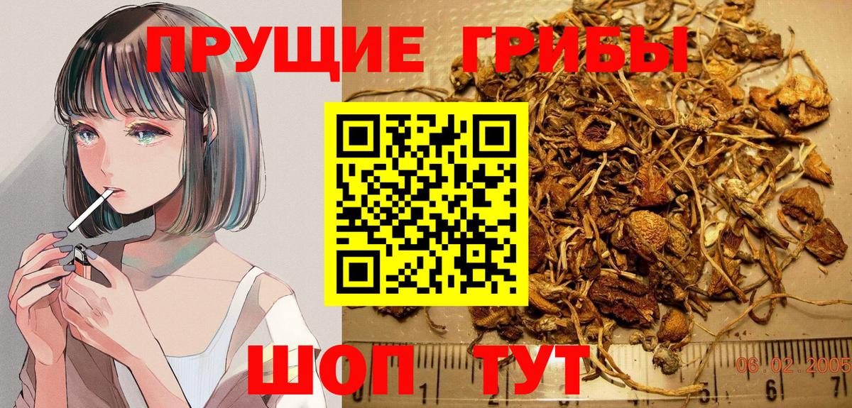 Сальск  Галлюциногенные грибы Psilocybe  Вход с VPN 